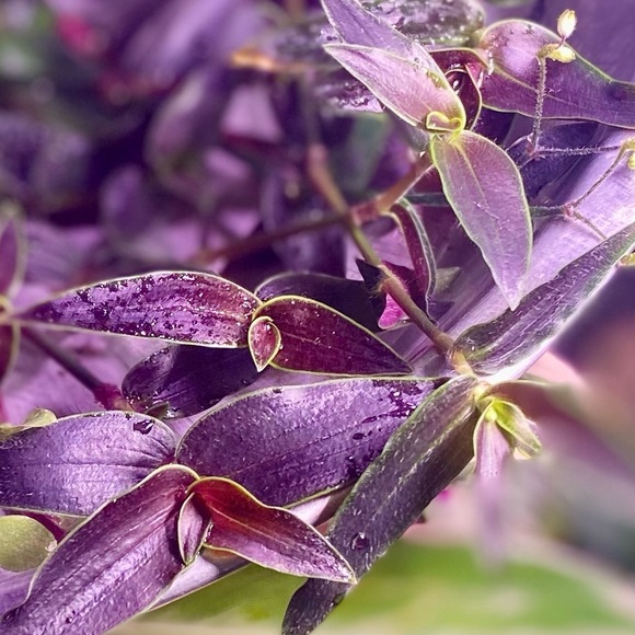 (5) Rare tradescantia jose puig gibasis plant cuttings - Picture 1 of 3